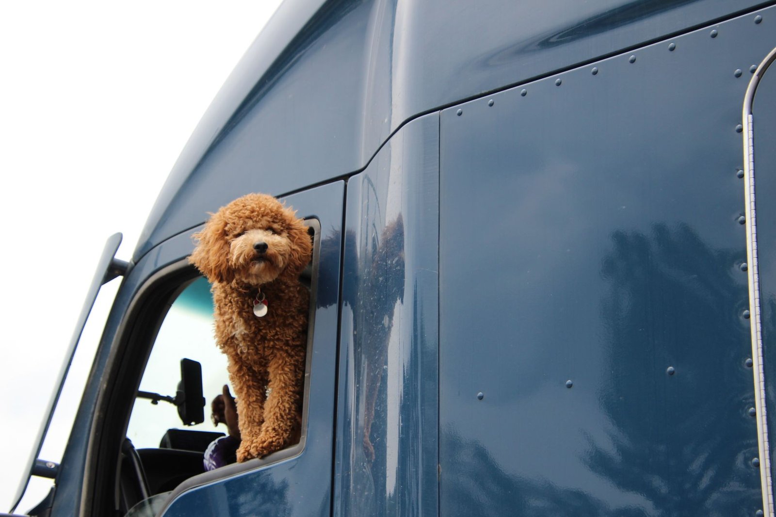 Köpek Dostu Turizm